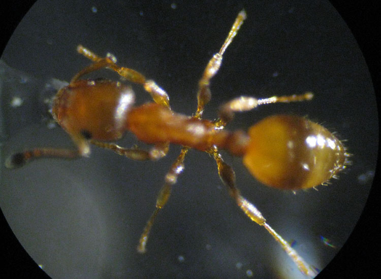 Temnothorax sp. (Formicidae)